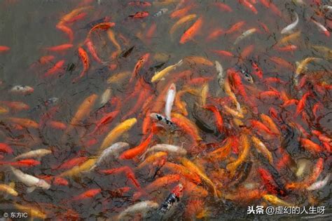 夢見有人送魚|夢見魚或蝦